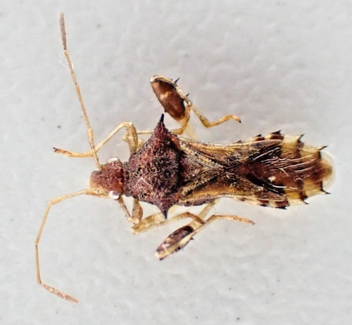 F19221 insetti hemiptera sp - insetti,,