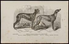 1867 - Incrocio Di Bulldog E Levriero (3ª E 4ª Generazione) - Incisione