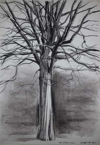 Fagus sylvatica zlatia disegno - fagus,