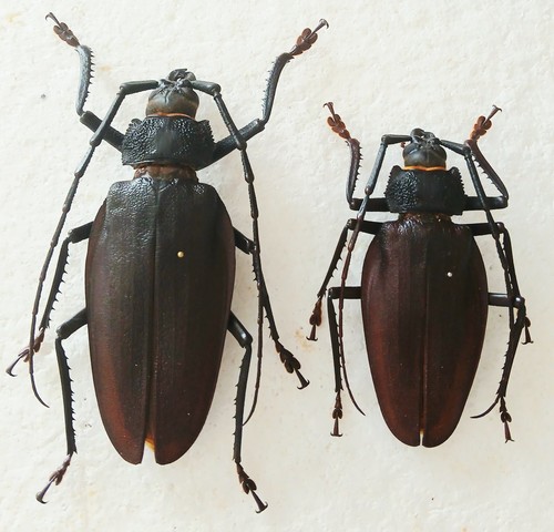 Ctenocelis coeus giant - ctenocelis, *giant*