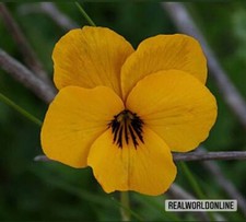 Viola Botanica Gialla – 30 Semi – Alta Germinabilità, Fiore Perenne, Ideale per