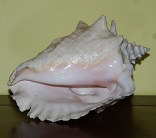 Conchiglia marina naturale di