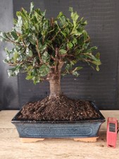 bonsai  leccio  h 35 cm visita