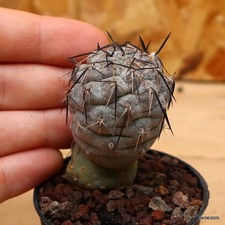 Tephrocactus geometricus spine