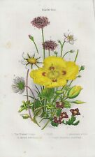 stampe antiche fiori botanica originali di campo papavero cornuto avena