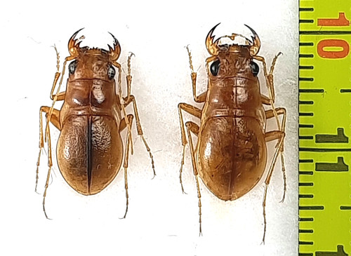 Carabidae cicindelinae - carabidae,,