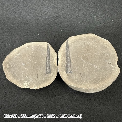 Carboniferous fossil wood coal - carboniferous,
