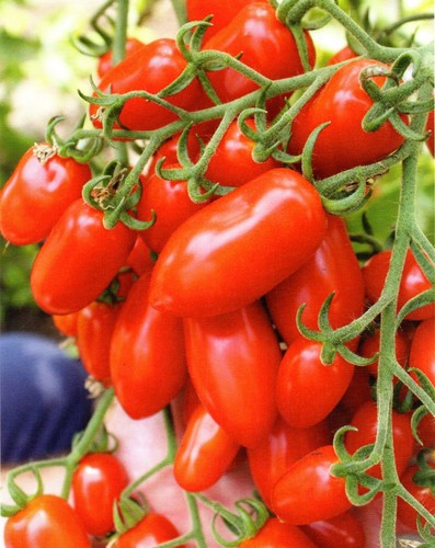 Semi seeds pomodoro - semi,