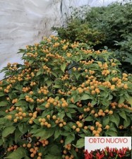 50 SEMI AJI CHARAPITA YELLOW