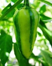 peperoncino FISH PEPPER, 25