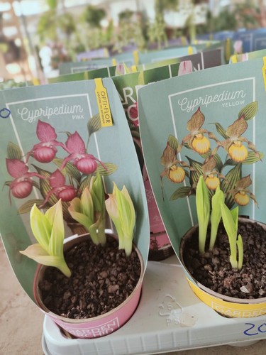 Orchidea giardino - orchidea, da