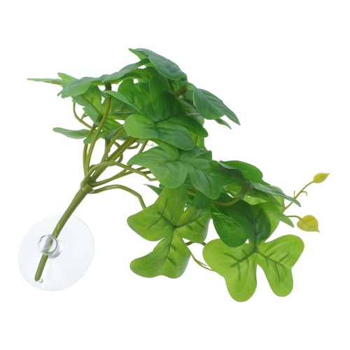 Piante per rettili - :, verde