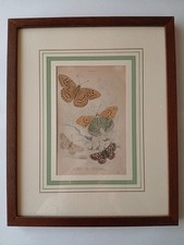 Antica Stampa Farfalle Ottocento