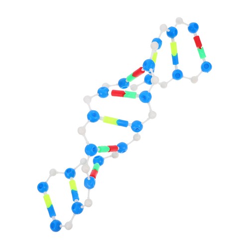 Modello dna didattico per - modello,
