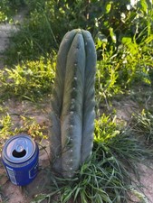 Pachanoi, San🌵Pedro 32 CMS