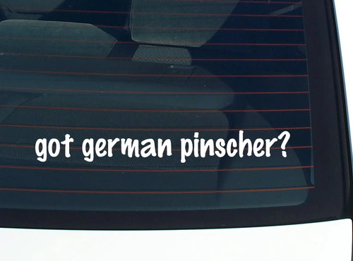 Got german pinscher - got,
