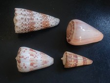 Conchiglia Shell Lotto  CONIDAE    set di 4 pezzi