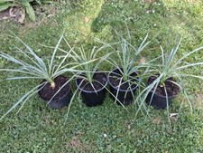 Giglio di palma - Yucca