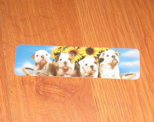 English bulldog puppies - puppies, dog