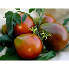 50 semi di POMODORO TARTUFO NERO + OMAGGIO