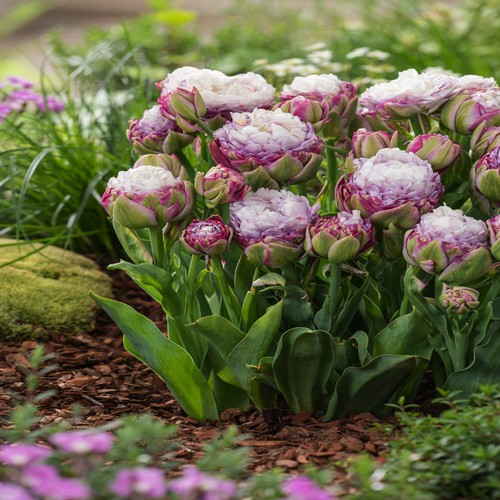Tulipani bulbi fiori - tulipani,