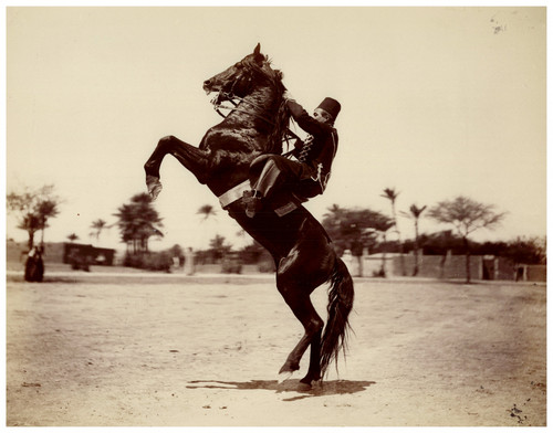 Algérie geiser cavalier et - algérie,,