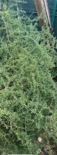 Semi Di Asparagi Selvatici 600