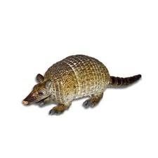 Aaa 53006 baby armadillo wild - aaa,