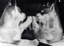 Foto vintage Animali, un