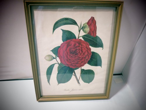 Stampa botanica vintage