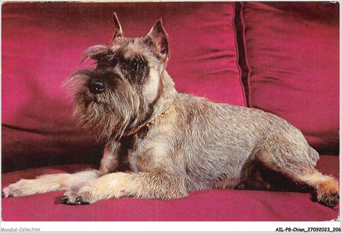 Ailp8 0815 cane schnauzer - ailp8-0815,