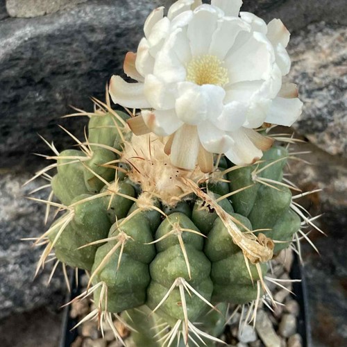 Discocactus 754 20 semi - discocactus,