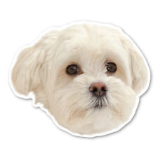 Maltipoo Magnet