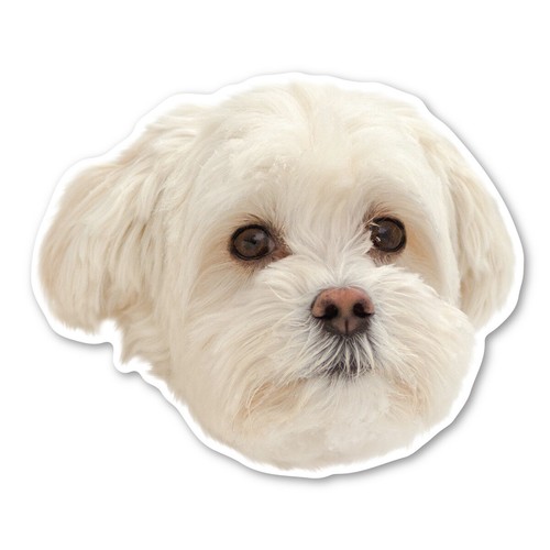 Calamita maltipoo - calamita,