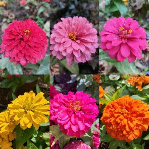 Semi zinnia elegans - 70,