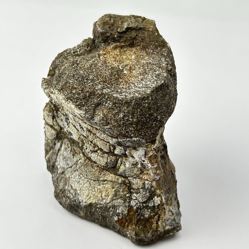 Tenontosaurus vertebra - tenontosaurus,