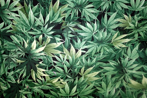 Cannabis molto legale - legale, da