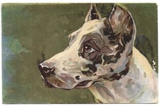 Antica Cartolina ANIMALI: CANE DA COMPAGNIA, PITBULL, ALANI