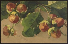 cartolina d'epoca-post card-illustratore KLEIN -1672-FRUTTA-NOCCIOLE