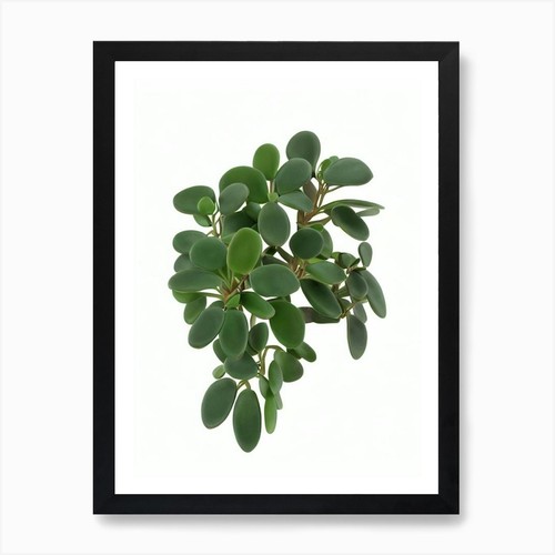 Pianta giada crassula - pianta, di
