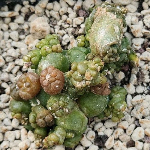 Astrophytum asterias kikko - asterias,