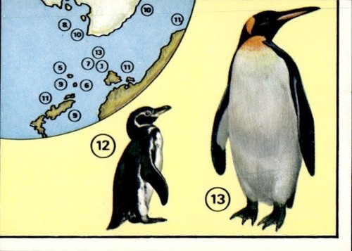 Figurina uccelli panini - figurina,