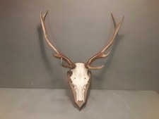  Trofeo Corna Di Cervo Con Scudo In Legno Vintage