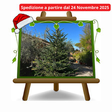 Albero di Natale VERO piante