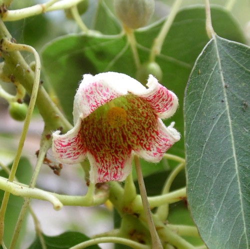 Albero bottiglia queensland - albero,