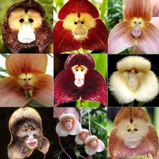 100 Pezzi Semi di Orchidea