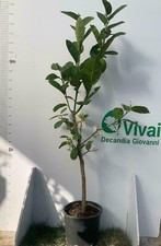 Pianta di cedro (ferrochelato) in fitocellula (foto reale)