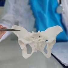 Modello di bacino femminile