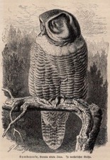 NORTHERN HAWK OWL - Surnia