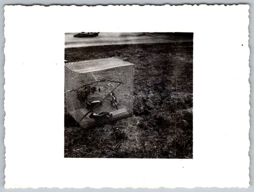 Vintage snapshot uccellini - b&w,